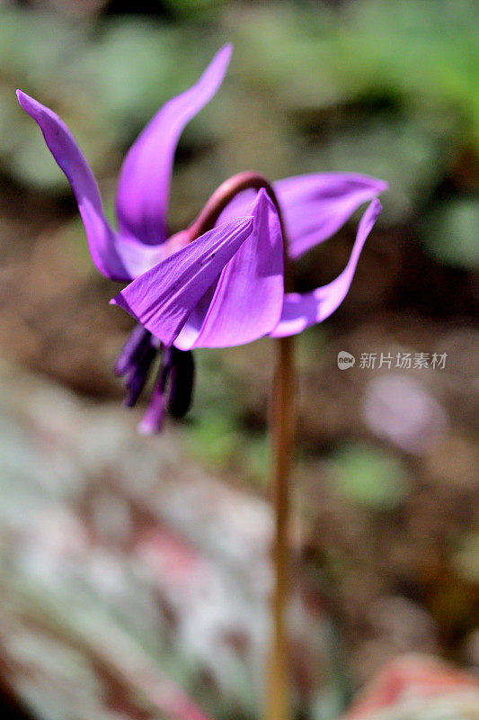 日本赤草/亚洲小鹿百合/狗牙紫罗兰:迷人的多年生花朵，优雅，下垂，淡紫色，每茎一朵